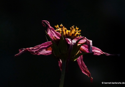 09-10-20-jva-garten 045