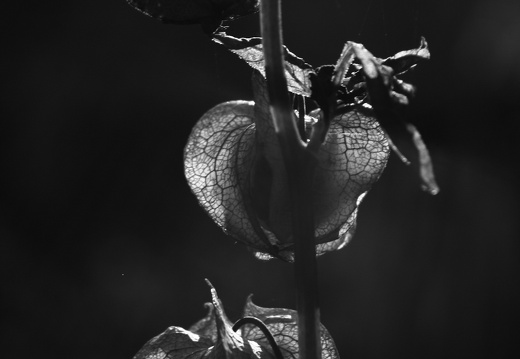 09-10-20-jva-garten 055