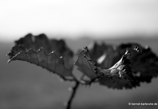 09-11-21-alter-flughafen- 101