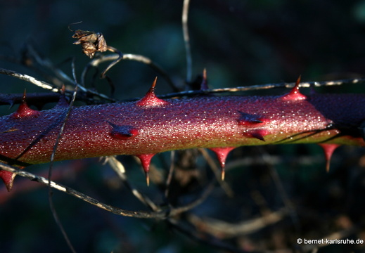 09-11-25-jva-garten 247