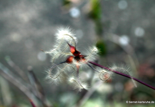09-11-29-ludwig-marum-strasse- 161