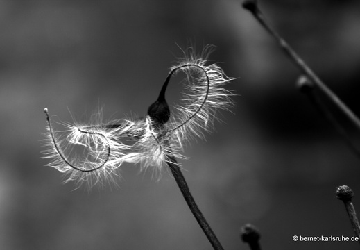 09-11-29-ludwig-marum-strasse-170