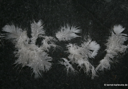 09-01-27-flora-federn in eis 7472