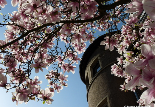 09-04-09-flora-magnolie-23