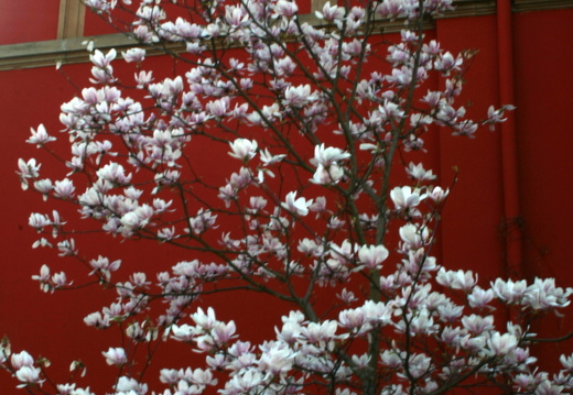 09-04-09-flora-magnolie-58