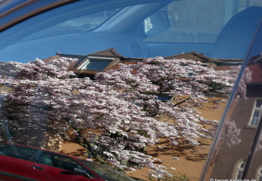 09-04-09-flora-magnolie-auto-12