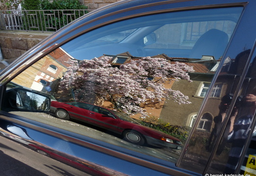 09-04-09-flora-magnolie-auto-13