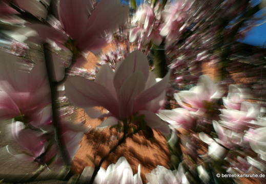 09-04-09-magnolie-75