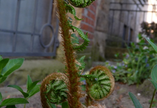 09-04-15-flora-farn-11