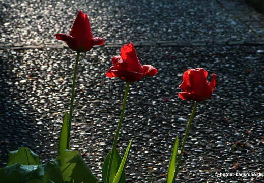 09-04-19-flora-kirche-69
