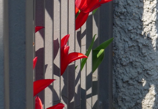 09-04-22-flora-tulpen-gartenzaun-33