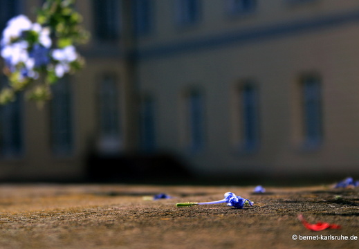 09-08-06-schlossgarten- 083