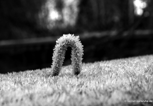 09-12-27-jva-garten 076