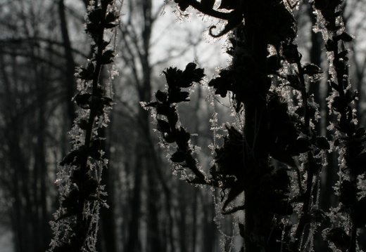 09-01-12-winterimpressionen-kandel 244