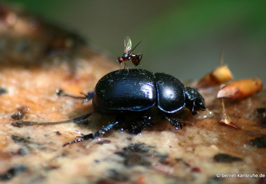 09-04-15-fauna-käfer-kandel-106