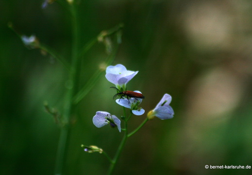 09-04-15-flora-kandel- 013