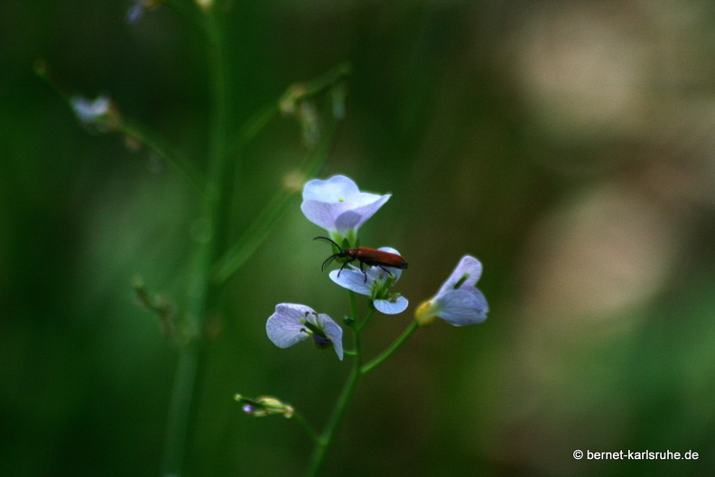 09-04-15-flora-kandel- 013.jpg