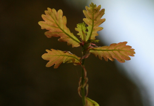 09-04-15-flora-kandel- 016