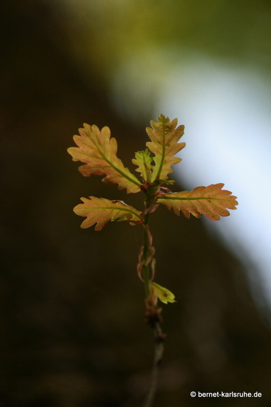09-04-15-flora-kandel- 016.jpg