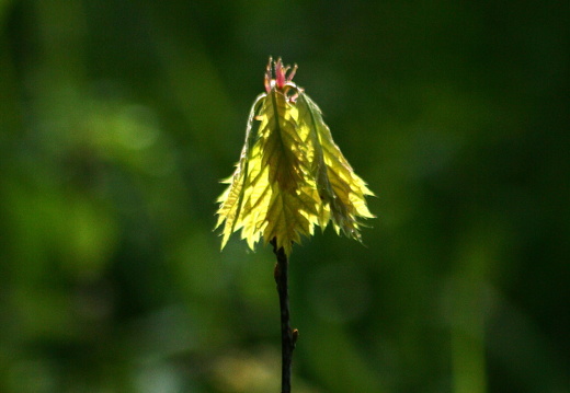 09-04-15-flora-kandel- 028