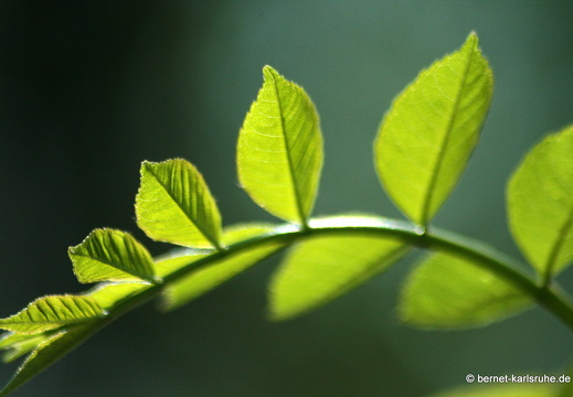 09-04-15-flora-kandel- 041