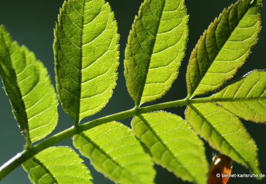 09-04-15-flora-kandel- 043