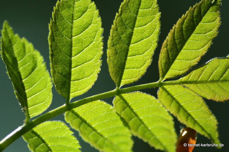 09-04-15-flora-kandel- 043.jpg
