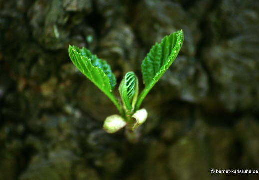 09-04-15-flora-kandel- 067