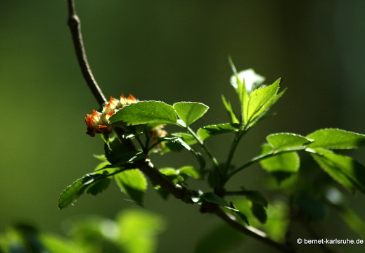 09-04-15-flora-kandel- 068