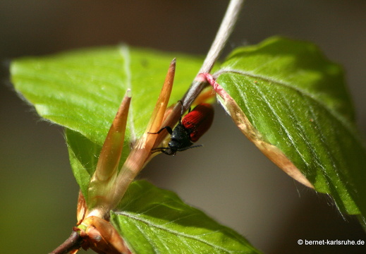 09-04-15-flora-kandel- 081