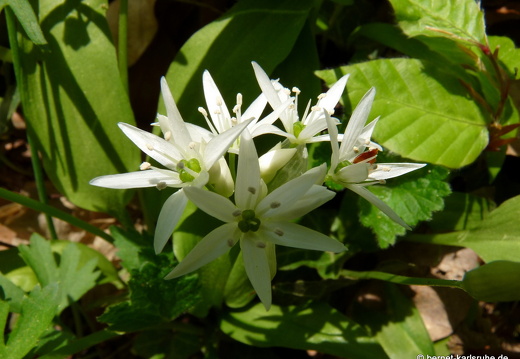 09-04-15-flora-kandel-20