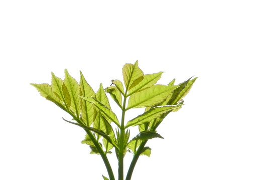 09-04-15-flora-kandel-26