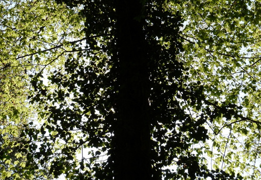 09-04-15-flora-kandel-25