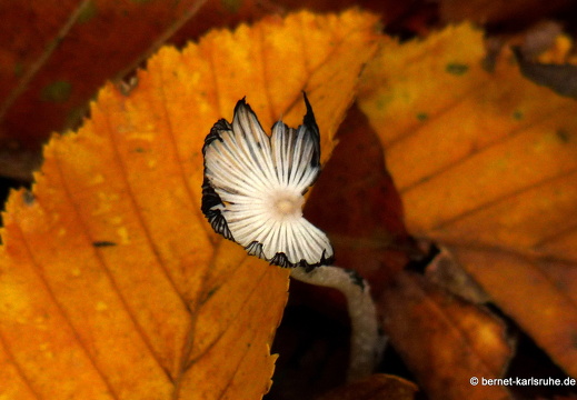 09-10-12-kandel- 029