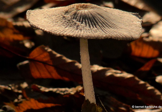 09-11-19-kandel- 046