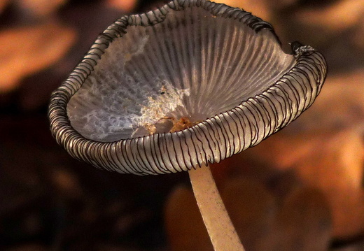 09-11-19-kandel- 065