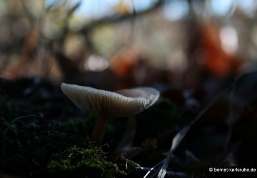 09-11-19-kandel- 171