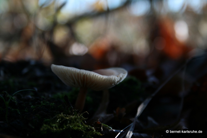 09-11-19-kandel- 171.jpg