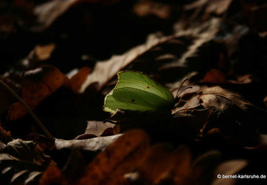 09-11-19-kandel- 201