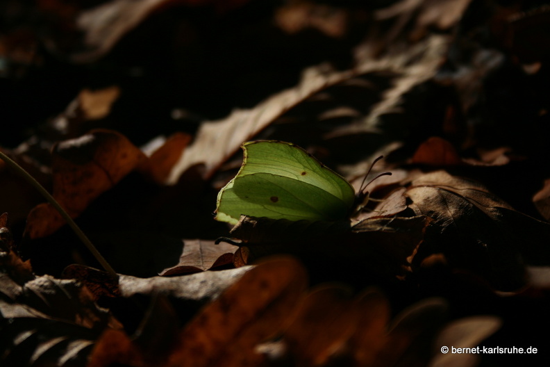 09-11-19-kandel- 201.jpg