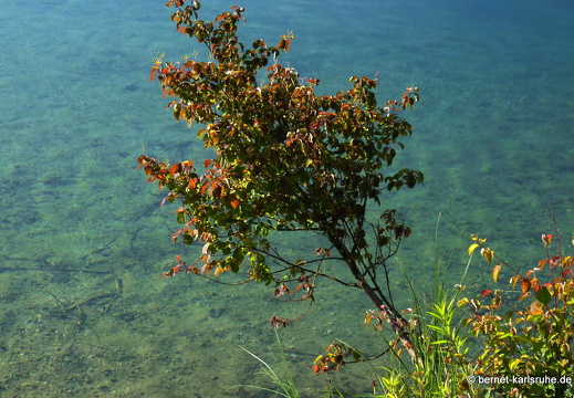 09-06-17-linkenheim-039