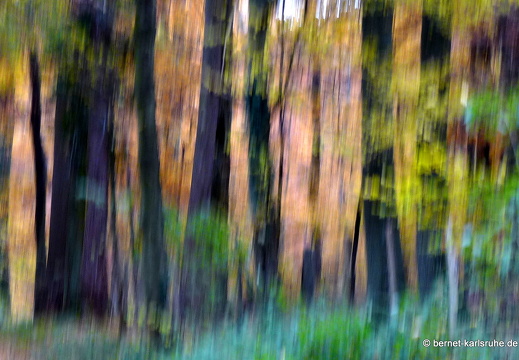 10-11-03-bergwald-waldlehrpfad-herbstfarben-19