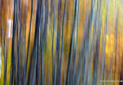 10-11-03-bergwald-waldlehrpfad-herbstfarben-030