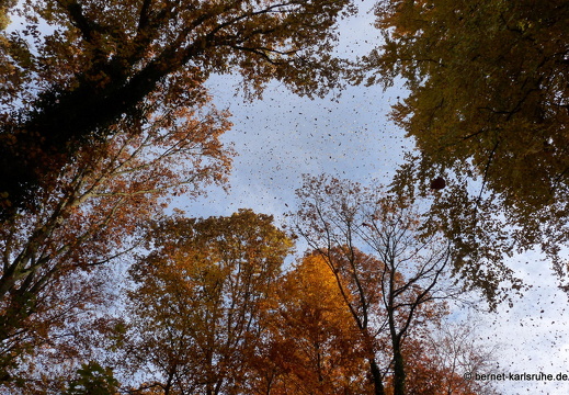 10-11-03-bergwald-waldlehrpfad-herbstwald-70