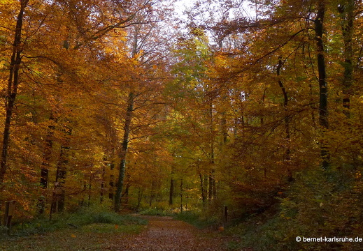 10-11-03-bergwald-waldlehrpfad-herbstwald-75