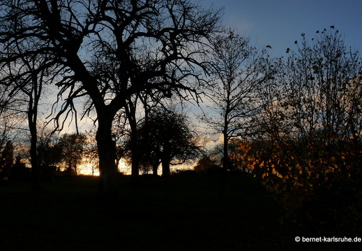 10-11-08-bergwald-sonnenuntergang-14