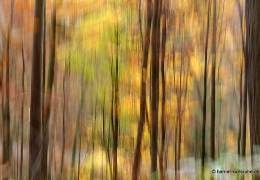 10-11-09-bergwald-waldlehrpfad-10