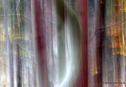 10-11-09-bergwald-waldlehrpfad-28