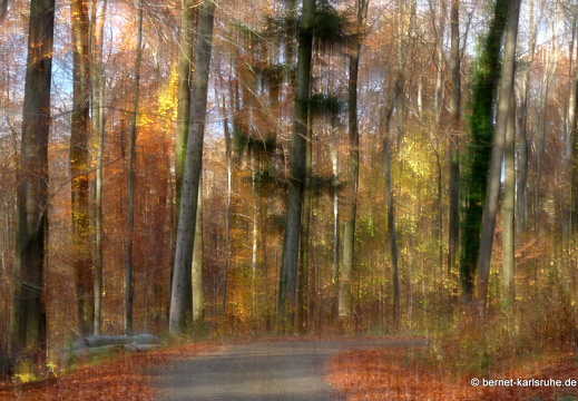 10-11-09-bergwald-waldlehrpfad-57