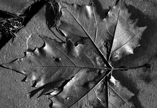 10-11-11-botanischer-garten- 029